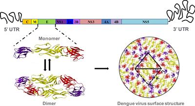 Dengue virus neutralizing antibody: a review of targets, cross-reactivity, and antibody-dependent enhancement